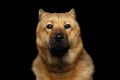 Portrait of mix breed Akita Inu and Chow chow Dog