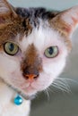 Portrait of adult Singapura male cat with light green eyes and white coat with tabby stripe markings on forehead Royalty Free Stock Photo