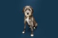 Portrait mixed-bred dog sitting on dark blue background with serious expression