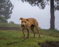 Portrait of mixed breed brown big dog in misty forest Royalty Free Stock Photo