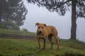 Portrait of mixed breed brown big dog in misty forest Royalty Free Stock Photo