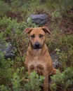 Portrait of mixed breed brown big dog in misty forest Royalty Free Stock Photo