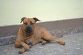 Portrait of mixed breed dog holding a bone and with a funny look