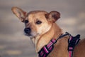 Portrait of a mixed-breed dog in nature in brown tones Royalty Free Stock Photo