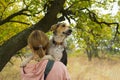 Portrait of mixed-breed female dog showing gladness while sitting on master hands