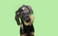 Portrait mixed-breed puppy dog tilting head side. Isolated on green pastel background