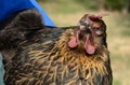 Portrait of mixed breed rooster Royalty Free Stock Photo
