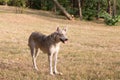 Portrait of a mixed breed wolf-like dog Royalty Free Stock Photo