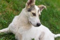 Portrait of mixed breed young dog lying in summer grass Royalty Free Stock Photo