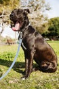 Mixed Pitbull Dog Yawn Portrait at the Park Royalty Free Stock Photo