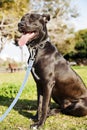 Mixed Pitbull Dog Portrait at the Park