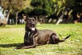 Mixed Pitbull Dog Portrait at the Park