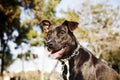 Mixed Pitbull Dog Portrait at the Park