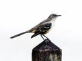 Portrait of a Mocking Bird on a Fence Post