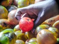 Tomatoes are being sold in the market
