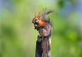 Portrait of a molting red squirrel