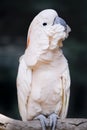 Portrait of a Moluccan Cockatoo (Cacatua moluccensis), or Salmon Royalty Free Stock Photo