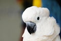 Portrait of moluccan cockatoo