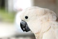 Portrait of moluccan cockatoo