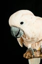 Portrait of moluccan cockatoo rescued parrot