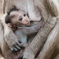 Portrait, moment baby monkey sit suckling milk hungry and happy in arms its mother look cute. It feelings delicious, warm, safe,