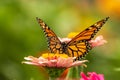 Portrait of a Monarch Butterfly on a Zinnia Flower Royalty Free Stock Photo