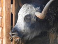 Portrait of mongolian yak behind the wooden fence. Close-up view. Rural scene Royalty Free Stock Photo