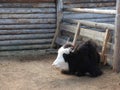 Portrait of mongolian yak behind the wooden fence. Close-up view. Rural scene Royalty Free Stock Photo