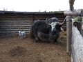 Portrait of mongolian yak behind the wooden fence. Close-up view. Rural scene Royalty Free Stock Photo