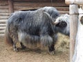 Portrait of mongolian yak behind the wooden fence. Close-up view. Rural scene Royalty Free Stock Photo