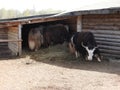 Portrait of mongolian yak behind the wooden fence. Close-up view. Rural scene Royalty Free Stock Photo