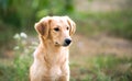 Portrait of a mongrel dog Royalty Free Stock Photo