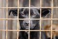 Mongrel dog with sad eyes in an iron cage Royalty Free Stock Photo