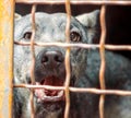 Mongrel dog with sad eyes in an iron cage Royalty Free Stock Photo