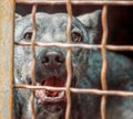 mongrel dog with sad eyes in an iron cage Royalty Free Stock Photo