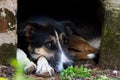 Portrait of abandoned stray dog on black background