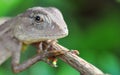 A Portrait of a Monitor Lizard Royalty Free Stock Photo