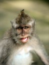 Portrait of the monkey Royalty Free Stock Photo