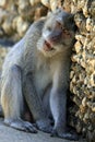 Portrait of the monkey Royalty Free Stock Photo