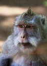 Portrait of the monkey Royalty Free Stock Photo