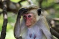 Portrait of the monkey Royalty Free Stock Photo