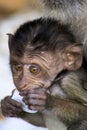Portrait of monkey baby crab-eating long-tailed Macaque, Macaca fascicularis with big eyes playing with plastic trash