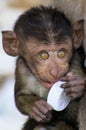 Portrait of monkey baby crab-eating long-tailed Macaque, Macaca fascicularis with big eyes playing with plastic trash Royalty Free Stock Photo
