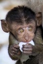 Portrait of monkey baby crab-eating long-tailed Macaque, Macaca fascicularis with big eyes playing with plastic trash