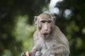 Portrait of monkey chewing food