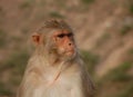 A portrait of a monkey Royalty Free Stock Photo