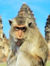 Portrait of a Monkey Royalty Free Stock Photo