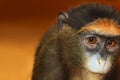 Portrait monkey. Royalty Free Stock Photo