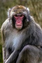 Portrait of monkey 3 Royalty Free Stock Photo