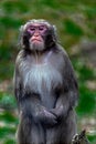 Portrait of monkey 6 Royalty Free Stock Photo